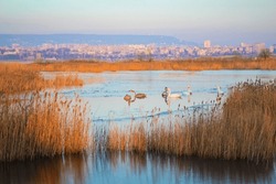 Swans and Common moorhen or waterhen swimming in a frozen lake and Varna cityscape at the background,Bulgaria,1st January 2013
