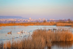 Swans and Common moorhen or waterhen swimming in a frozen lake and Varna cityscape at the background,Bulgaria,1st January 2013