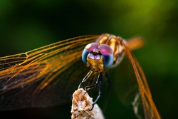 a macro-photo of a golden dragonfly's face