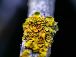 a beautiful macro-photo  of lichen on a tree branch ( lichen is a composite organism that arises from algae or cyanobacteria) 