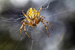 A beautiful  Macro-photo of a beautiful female   spider 