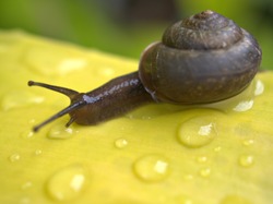 Closeup macro black snail (arianta arbustorum) walking on green leaf with rain dops and blurred background ,garden snail