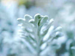 Selective photography of fern leaves - Free Stock Photo by Mayank kumar ...