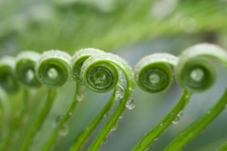 macro green leaves of sago palm tree in spring time ,spiral leaf ,curve young growing leaves ,Curly  leaf background ,rain drops on leaves ,green tones ,macro shot of fern ,greenery and evergreen 