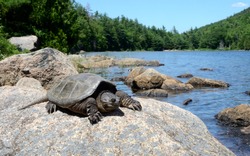 Common snapping turtle. Acadia National Park
Maine, USA
