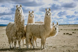 llamas group in their natural habitat