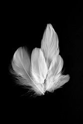 white feather portrait. background feathers. beautiful feathers. background low kay. dark background feathers