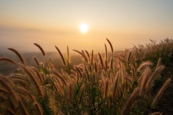 Close-up of beautiful long golden grass flowers in a green grass field along the rural hills with blurred distant mountain scenery and soft golden sky in the background on a quiet sunset or sunrise.