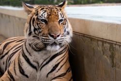 Selective focus and close-up front view of a large orange-black striped adult tiger is resting laying on the ground near the pool, while looking forward with a sleepy face in Tiger kingdom at Phuket.