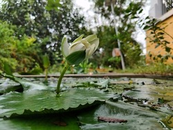 Side view of a white lotus bud which is half blooming on the big green lotus leaves in black water pond. blurred Green trees on background during sunny afternoon in Gulbarga Karnataka India Temple.