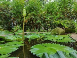Side view of a white lotus bud which is half blooming on the big green lotus leaves in black water pond. blurred Green trees on background during sunny afternoon in Gulbarga Karnataka India Temple.