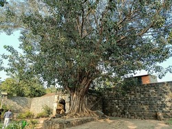 Stock photo of big grown and matured sacred fig or peepal tree, stone made platform around it ,Picture captured under bright sunlight at back yard of the hindu temple ,stone made wall on background.