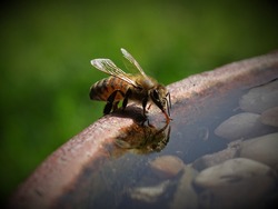 Close-Up of Bee Collecting Water on Sunny Day