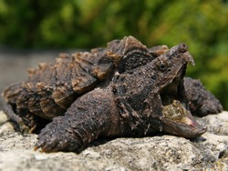 Alligator Snapping Turtle (Macrochelys temminckii)