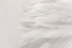 White bird wing, soft feathers closeup, high detail. Abstract light background. Feathers texture. Photo for design