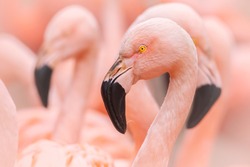 Chilean flamingo (Phoenicopterus chilensis), with beautiful pink coloured background. A beautiful pink water bird with yellow eyes in the morning. Wildlife scene from nature, Chile