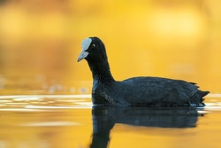 Eurasian coot (Fulica atra), with the beautiful yellow coloured water surface. Beautiful black water bird from the river in the morning mist. Wildlife scene from nature, Czech Republic