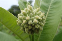 Closeup of cluster of closed Milkweed flower buds