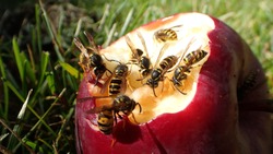 Swarm of yellow jacket wasps eating red apple on grass
