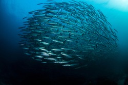 Beautiful image of a Barracuda school swimming past with wonderful detail in Thailands Andaman sea.