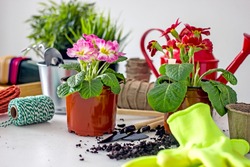 Home floriculture and hobby gardening. Potted primrose flowers on a table surrounded by garden tools and accessories. Spring Awakening background.