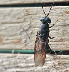 Black Soldier Fly laying eggs