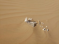 The skeleton of a camel calf lies partially buried in the Arabian desert with its bones picked clean by scavenging wild animals and bleached white by the hot desert sun.