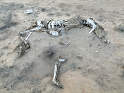 Arabian camel (scientific name: Camelus dromedarius) skeleton bleached white by the hot sun in desert sand terrain.