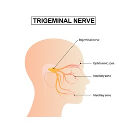 Trigeminal nerve anatomical vector illustration diagram with human head cross section. Medical nerve scheme.