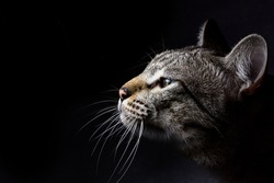 close up cat head with dark background. 