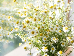 A bouquet of chamomile flowers standing in a vase on the table in the living room. Chamomile daisy blooms on a summer day. Chamomile flowers in a bouquet, on a sunny, summer day.