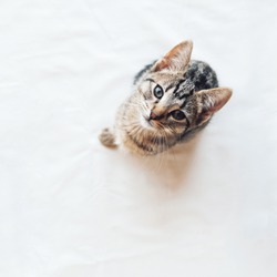 Young European Shorthair cat sitting on white background, top view. Space for text. Mackerel tabby coat color. Cute little kitten looking at you.