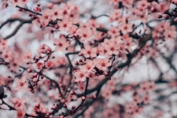 Spring blossoms. Tree branch with beautiful fresh pink flowers in full bloom, close up. Blooming sakura. Floral background.
