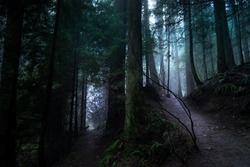 Light breaking through the mist and the trees on a hike near Vancouver in British Columbia Canada.  High res.