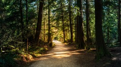 Forest in British Columbia with moody lights and colors.  A path leads through the warm summer park