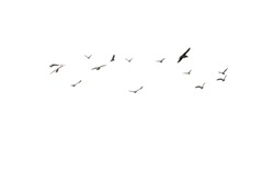group of seagulls flying on white background