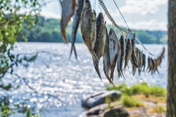 Dried river fish hanging in the sun on hooks against the background of wild nature. Beer snacks and lots of delicious fish