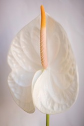 Single white Anthurium flower with copy space on blurred background with copy space, top view, vertical composition.