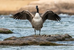 A Canadian Goose Standing With It's Wings Open, On A Flat Rock, Surrounded by Water, In A River