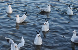 Seagulls swimming in pond, Hamsptead Heath, London, UK