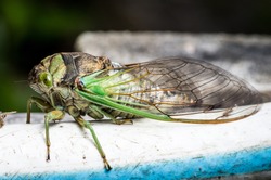 Cicada large bug insect wings, eyes, close-up macro detail North Carolina, also called Scissor Grinder, Silver-bellied Cicada, Green Annual Cicada, Dog Day Cicada, Harvestfly & Greenback Dryfly