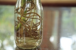 the roots of the water plant in the bottle