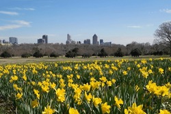 Springtime Daffodils blooming in Dix Park with the Raleigh, North Carolina skyline in the background