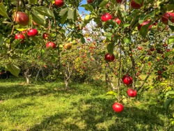 Apple harvest in our garden