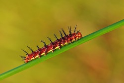 Red Caterpillar on a grass with green background