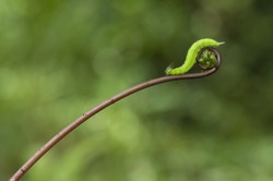 A Green Caterpillar Walked on a fern shoots with green background