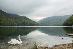 Image of a swan on a lake in the mountains of Azerbaijan