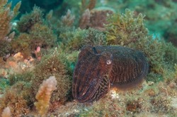 Common cuttlefish or European common cuttlefish (Sepia officinalis) Granada, Spain