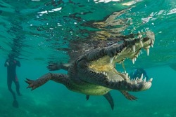 American crocodile (Crocodylus acutus) Jardines de la Reina, Cuba