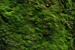Beautiful green moss close up, Moss texture, Moss abstract background.